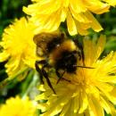 Bumblebee, Sandy, Bedfordshire (7368077752)