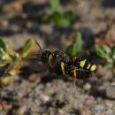 Cerceris rybyensis - solitary, predatory wasp that preys on little wild bees (7790166936)