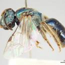 Lasioglossum woodsi f