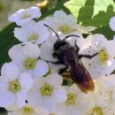 Andrena angustior 4