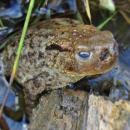 Lucilia bufonivora (Calliphoridae sp.) larva infected toad, Elst (Gld), the Netherlands