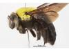 Xylocopa aruana f
