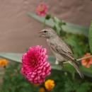 Bird on flower-stem