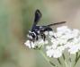 Andrena (Agandrena) agilissima - Flickr - S. Rae (2)