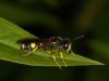 Cerceris rybyensis (Crabronidae) (9086043217)