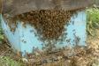 Bee overpopulation, Chambal, India