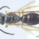 Lasioglossum mu m