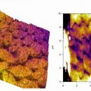 AFM microscopy image of a Sunangel Hummingbird feather