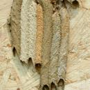 Organ Pipe Wasp nest