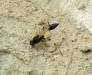 Digger wasp. Sceliphron spirifex - Flickr - gailhampshire