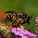 Melitta nigricans f