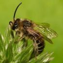 Melitta nigricans1