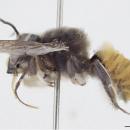 Megachile ustulata m
