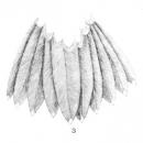 Eutoxeres aquila heterurus tail (2) 1894
