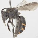 Nomia aurantifer