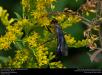 Great Black Wasp (Sphecidae, Sphex pensylvanicus) (31043702395)