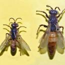 Crabronidae - Larra anathema