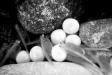 Salmon eggs, Seattle, 2000