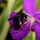 Bombus morio Tibouchina granulosa