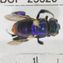 Euglossa cognata